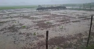 টাঙ্গাইলে অসময়ে রেকর্ড বৃষ্টি, শীতকালীন সবজির ক্ষতির শঙ্কা